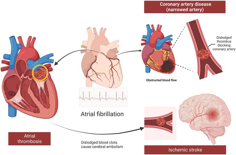 Int J Med Sci Image