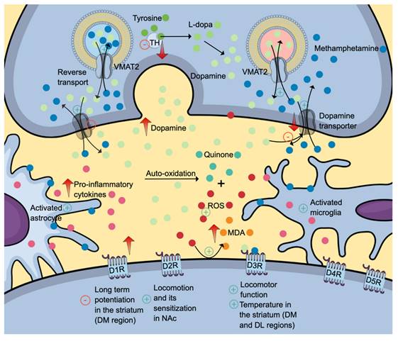 Int J Med Sci Image