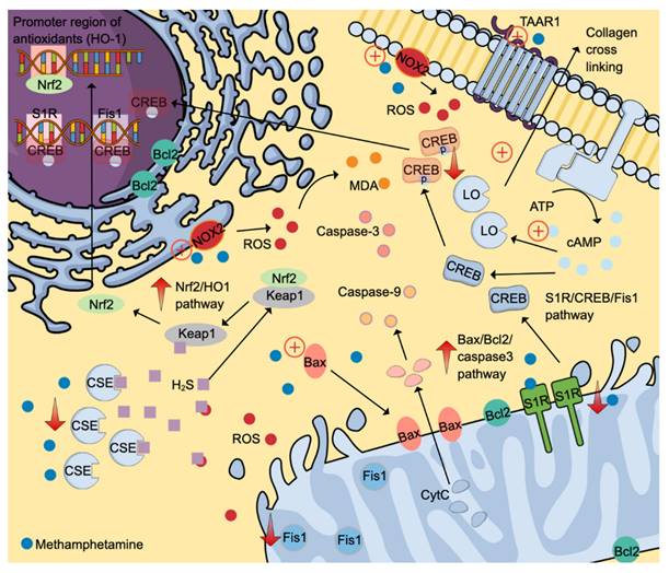 Int J Med Sci Image