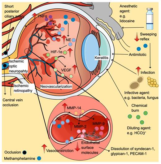 Int J Med Sci Image