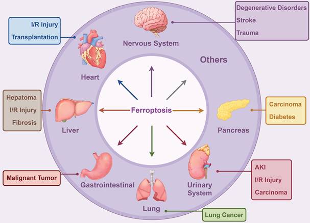 Int J Med Sci Image