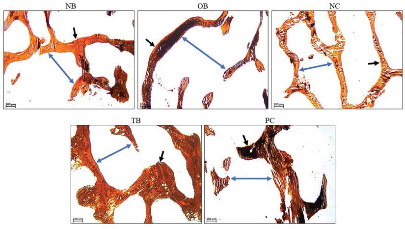 Int J Med Sci Image