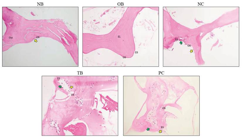 Int J Med Sci Image