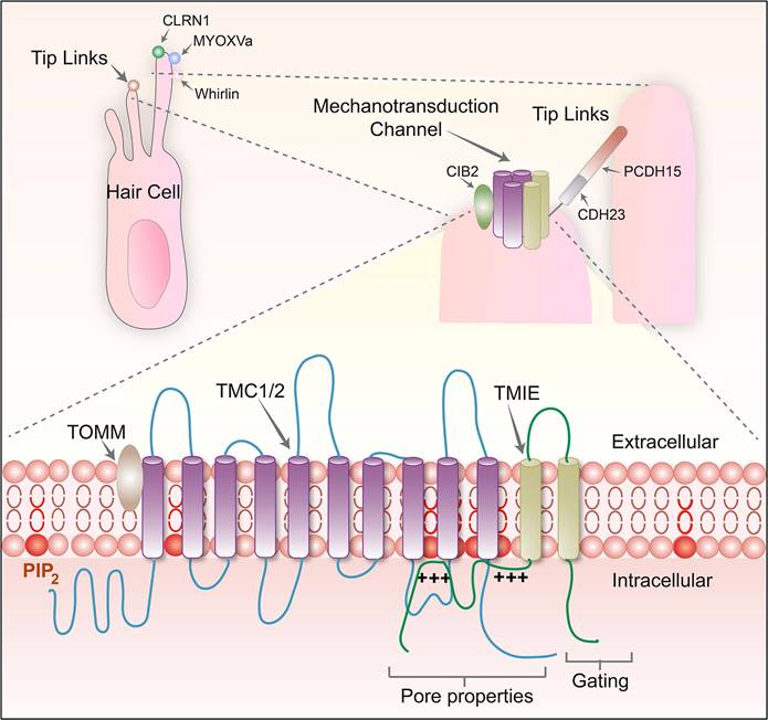 Int J Med Sci Image