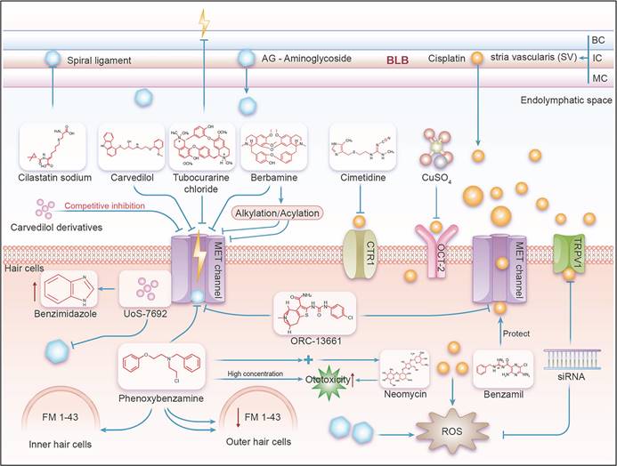 Int J Med Sci Image