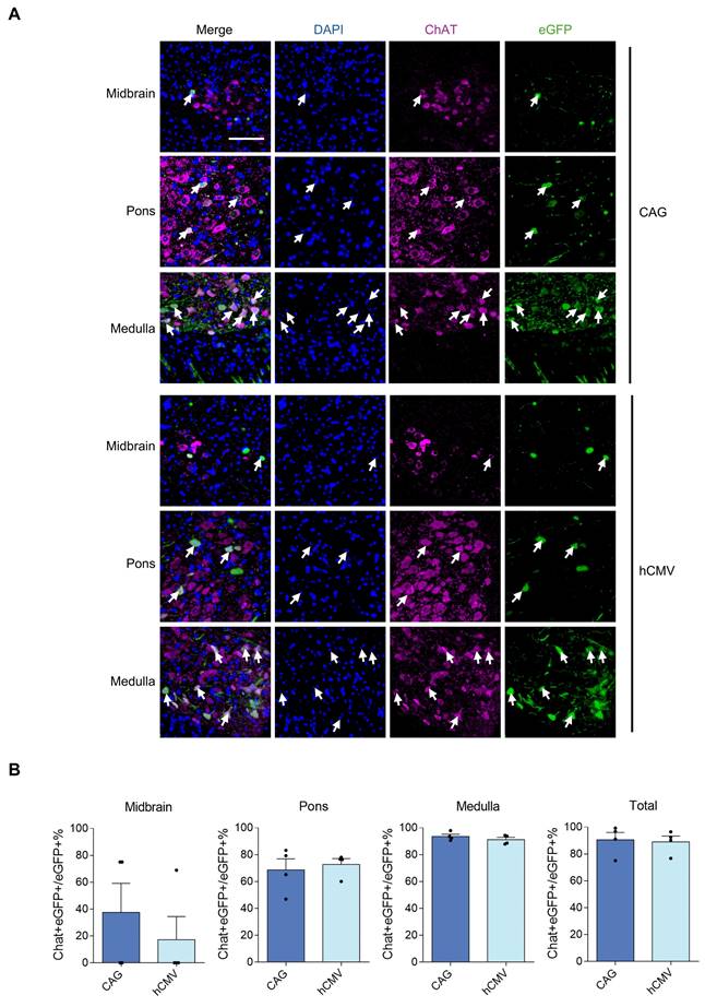 Int J Med Sci Image