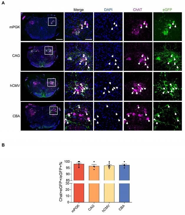 Int J Med Sci Image