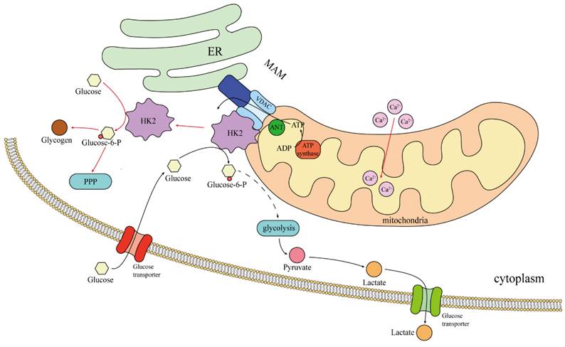 Int J Med Sci Image