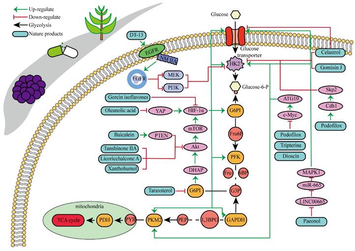 Int J Med Sci Image