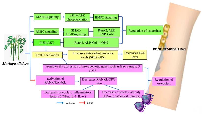 Int J Med Sci Image