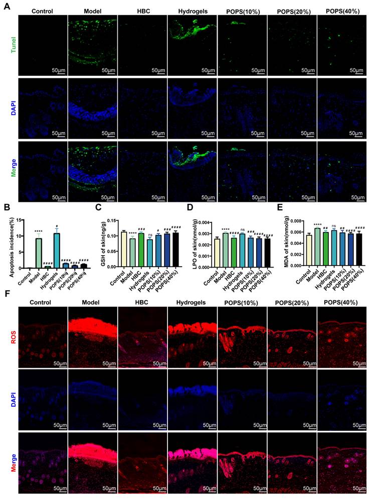 Int J Med Sci Image