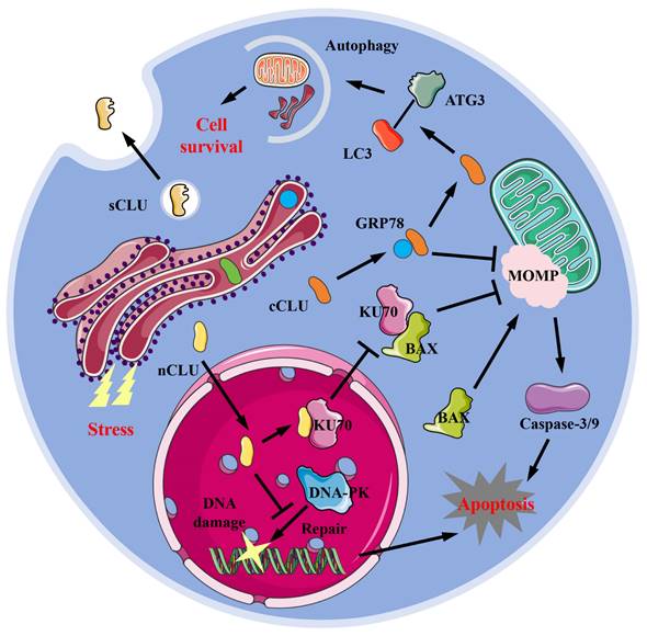 Int J Med Sci Image