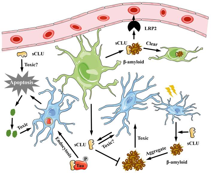 Int J Med Sci Image