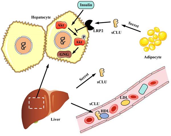 Int J Med Sci Image