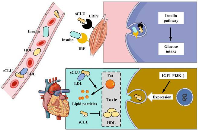 Int J Med Sci Image