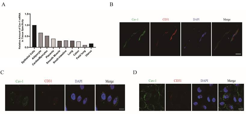 Int J Med Sci Image