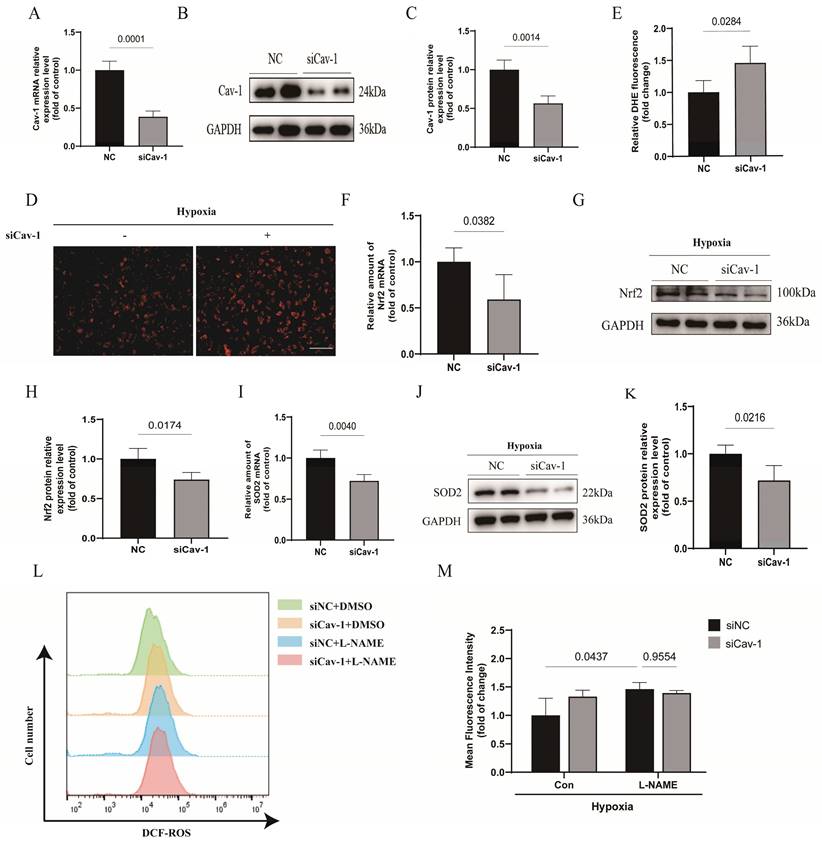 Int J Med Sci Image