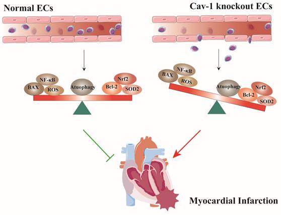 Int J Med Sci Image