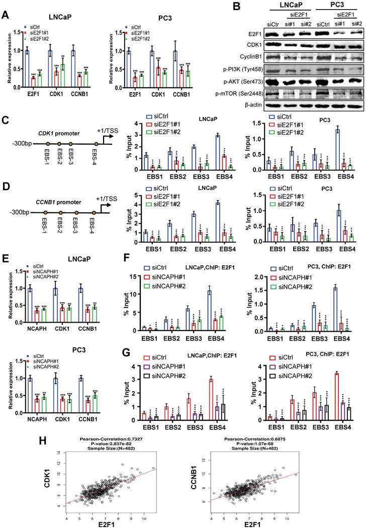 Int J Med Sci Image