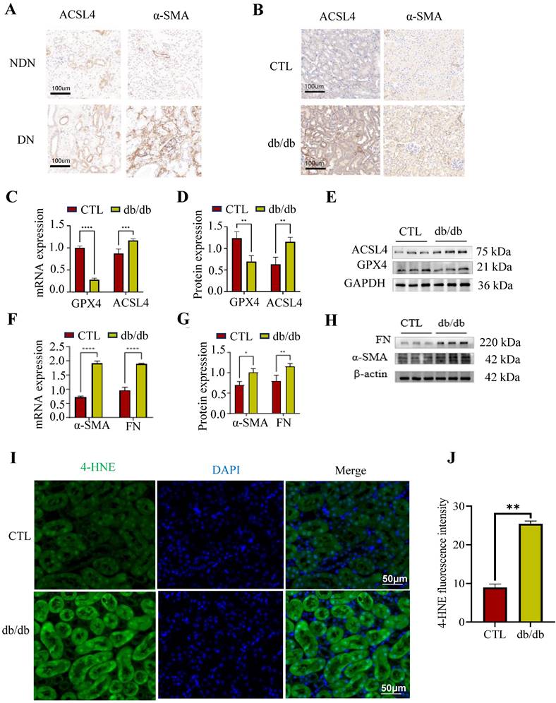 Int J Med Sci Image