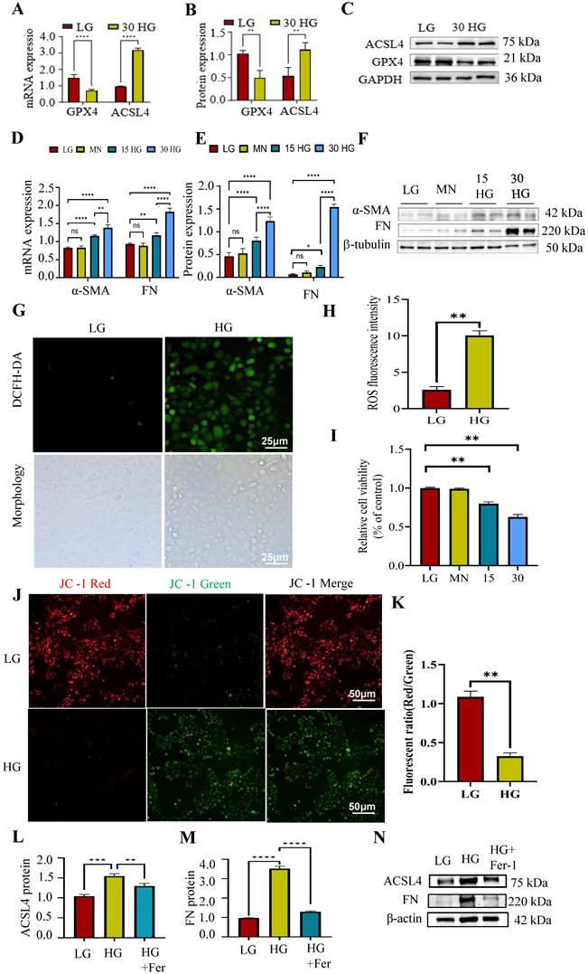 Int J Med Sci Image