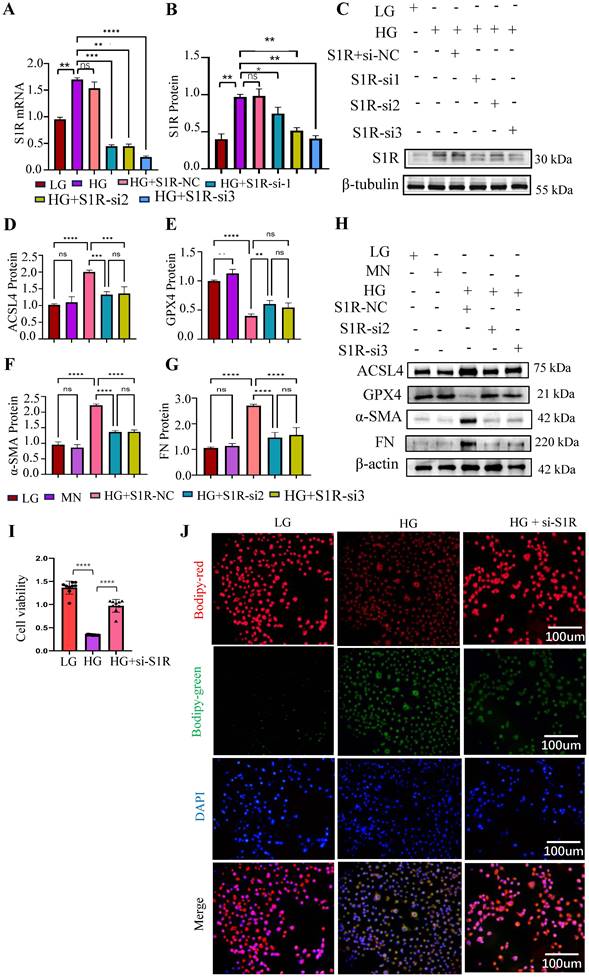 Int J Med Sci Image