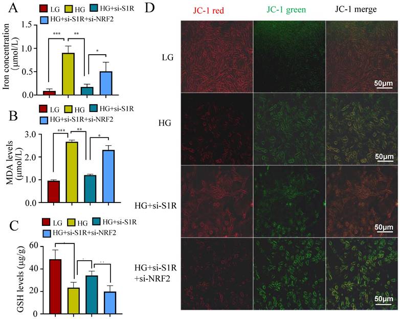 Int J Med Sci Image