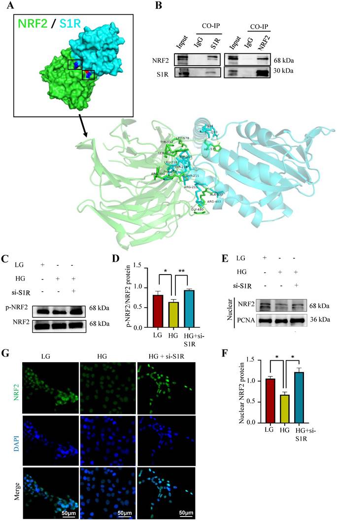 Int J Med Sci Image