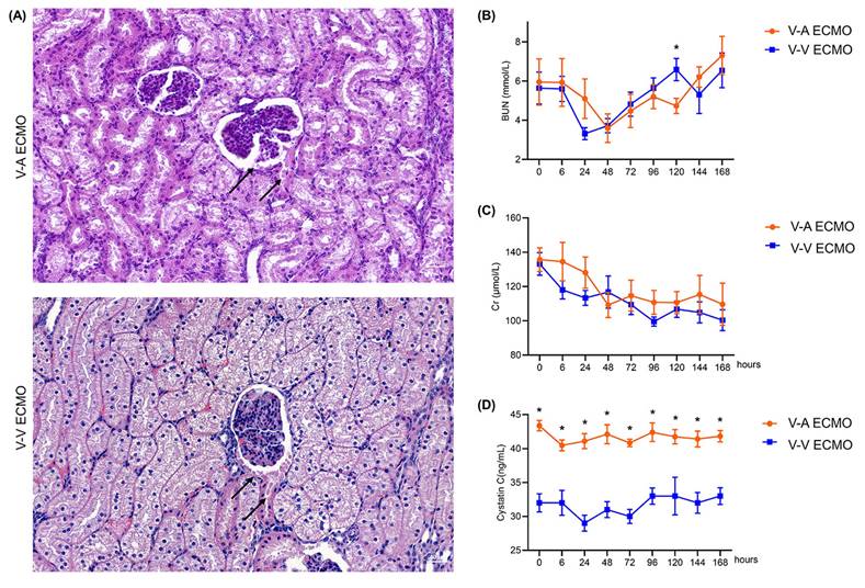 Int J Med Sci Image