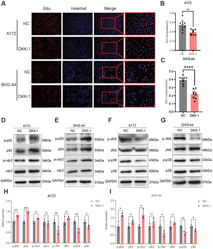 Int J Med Sci Image