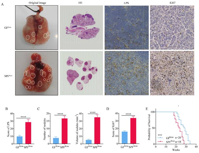 Int J Med Sci Image