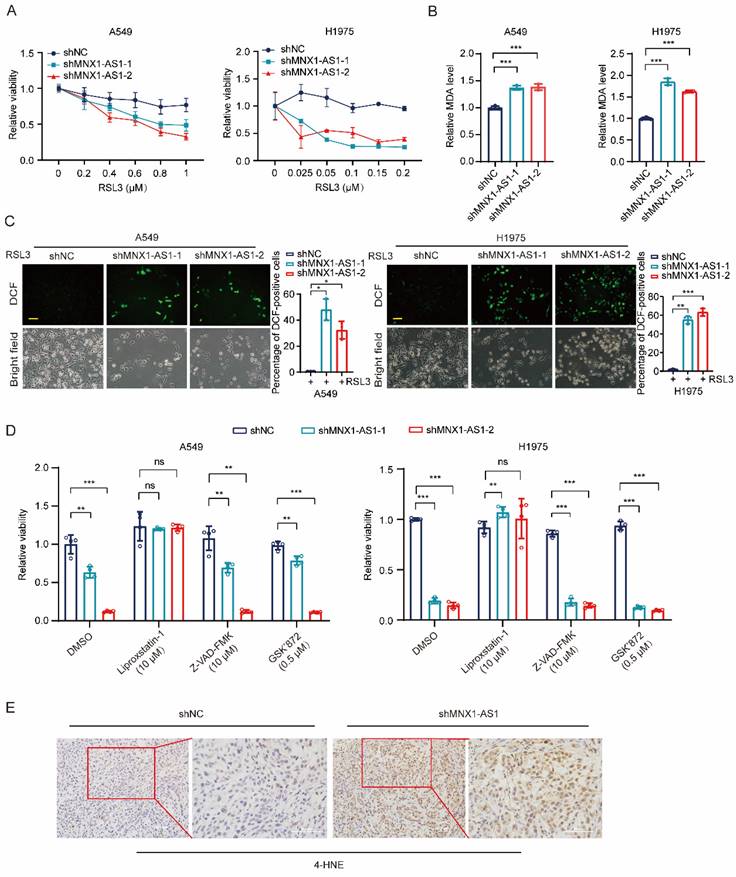 Int J Med Sci Image