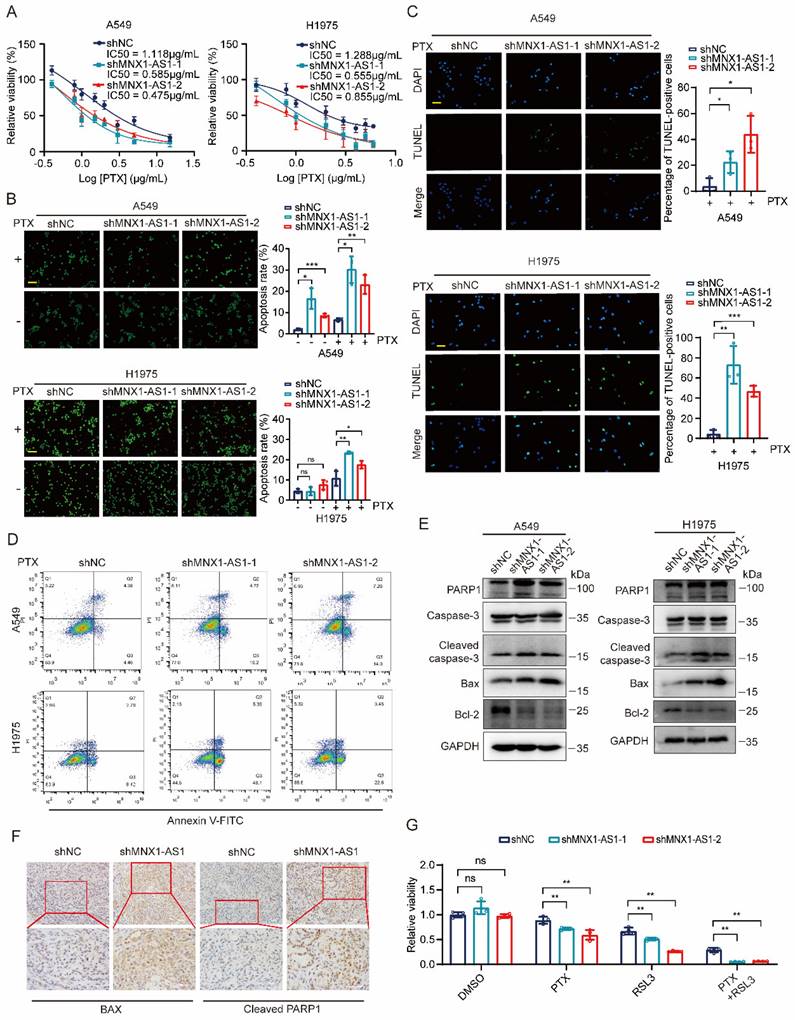 Int J Med Sci Image