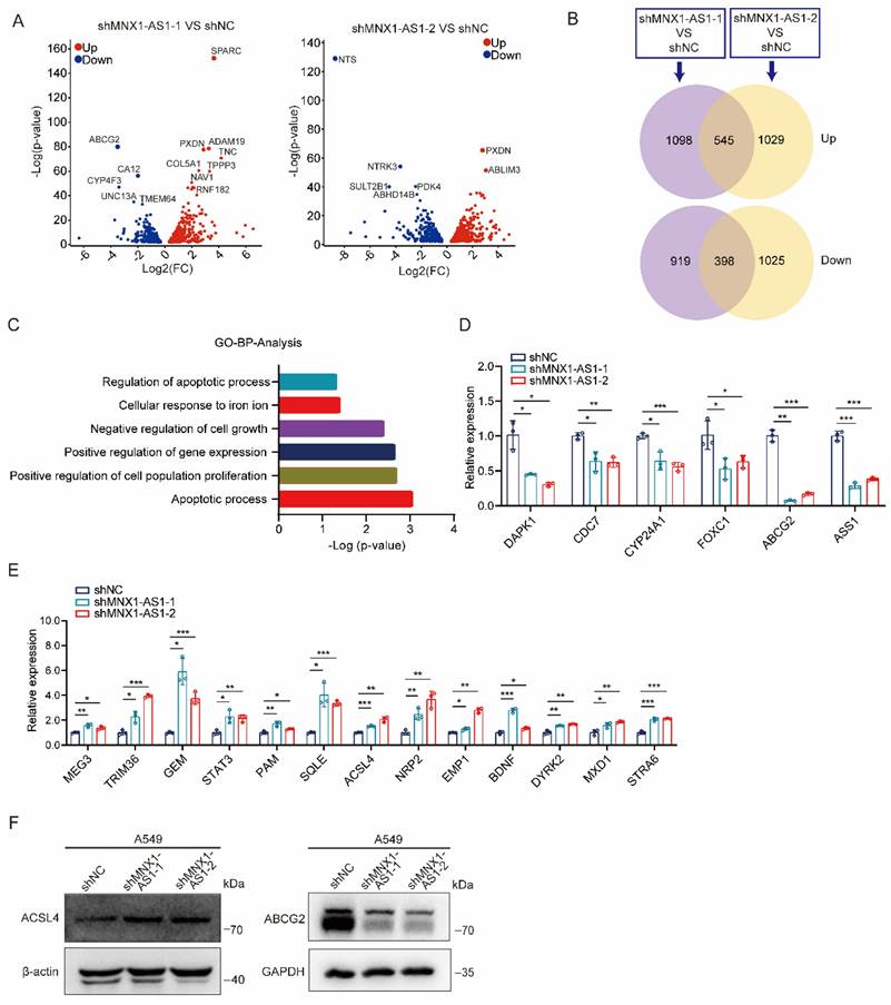 Int J Med Sci Image