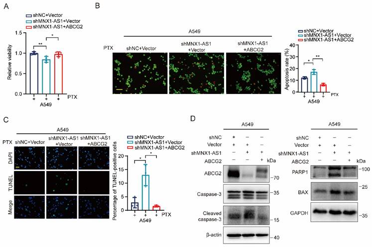 Int J Med Sci Image