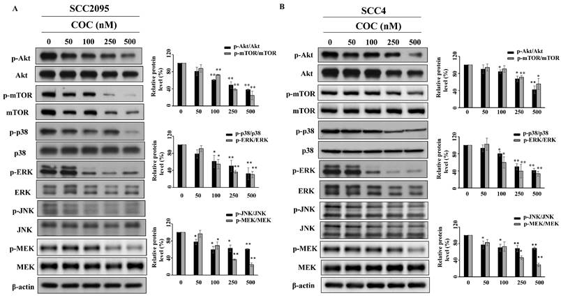 Int J Med Sci Image