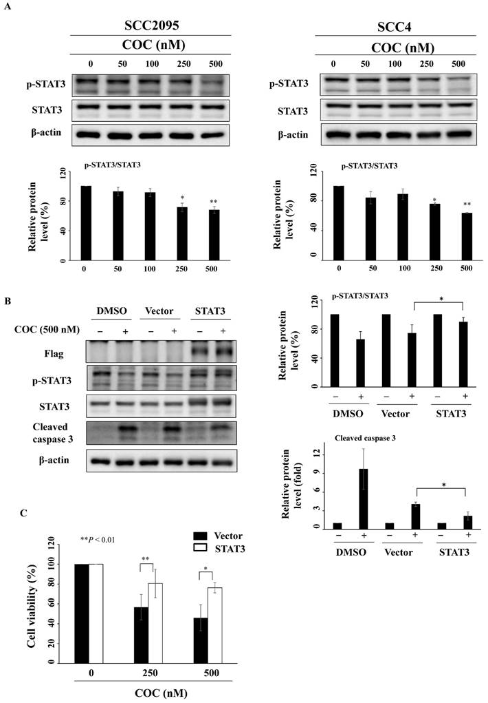 Int J Med Sci Image