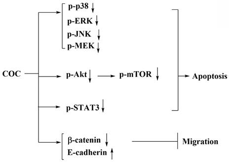 Int J Med Sci Image