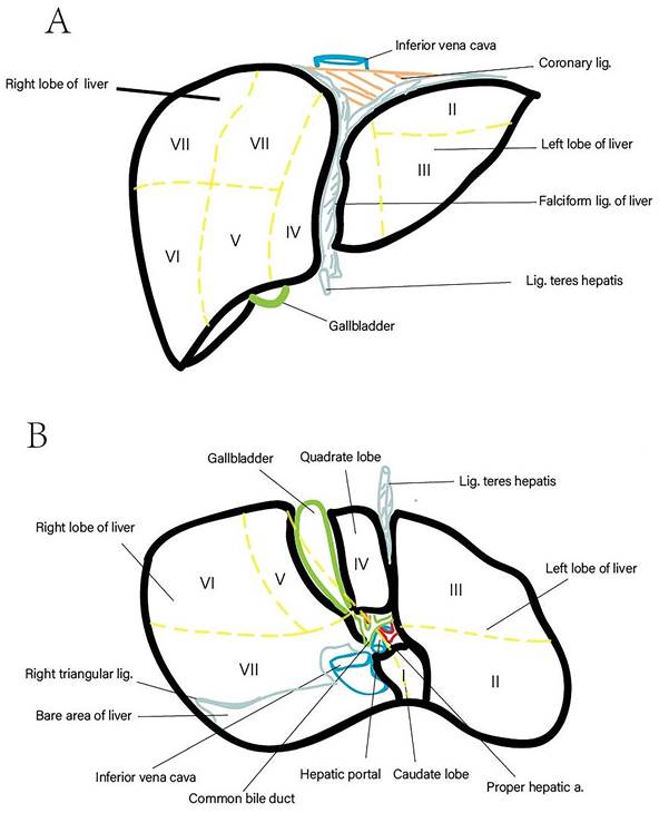 Int J Med Sci Image