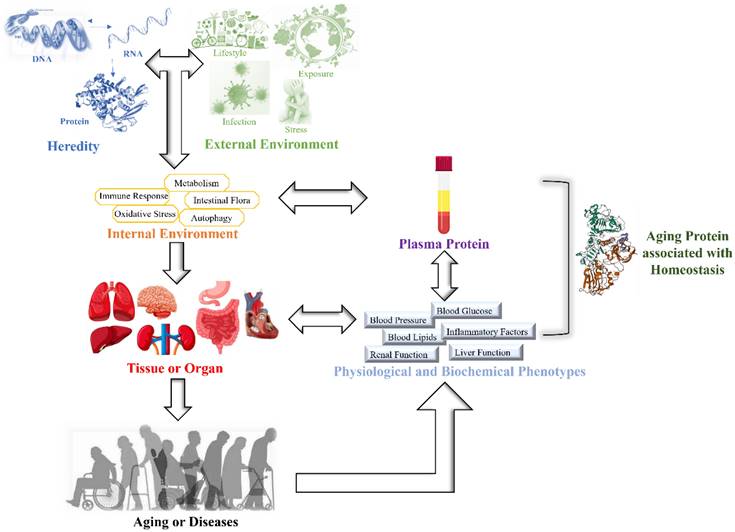 Int J Med Sci Image