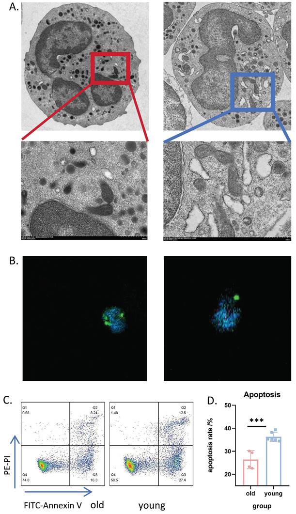 Int J Med Sci Image