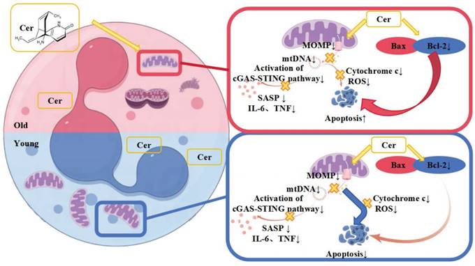 Int J Med Sci Image