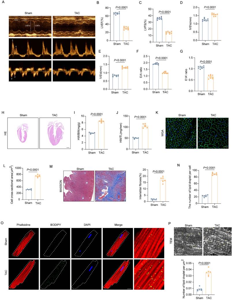 Int J Med Sci Image