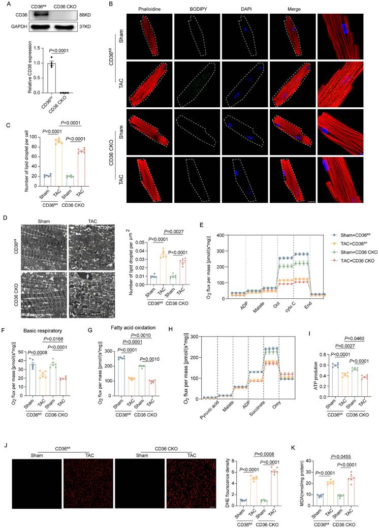 Int J Med Sci Image