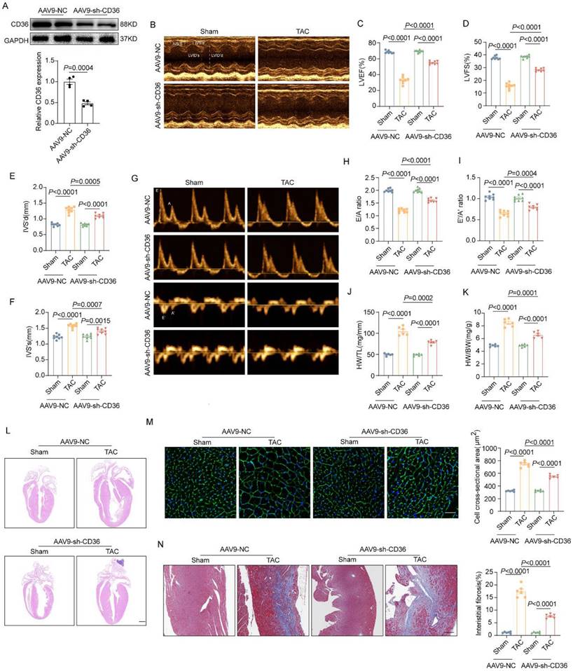 Int J Med Sci Image