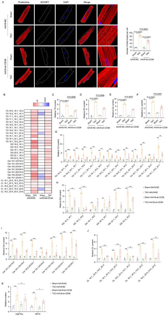 Int J Med Sci Image