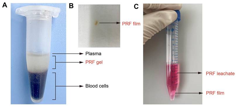 Int J Med Sci Image