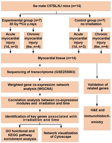 Int J Med Sci Image