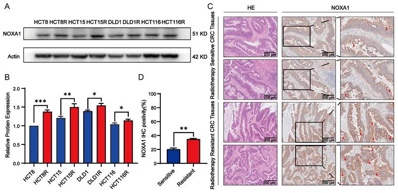 Int J Med Sci Image