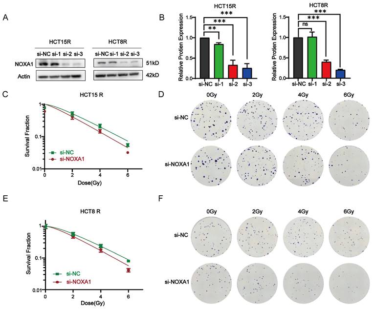 Int J Med Sci Image